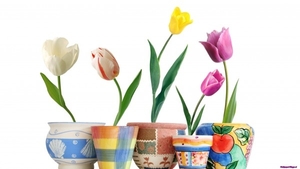 tulips-4_368292207