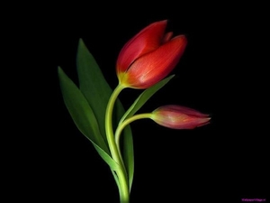 tulips-8_2099576190