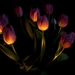 tulips-9_465199994