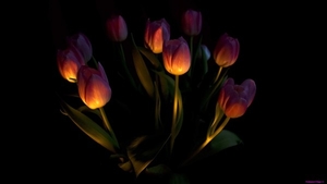tulips-9_465199994