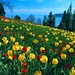 tulips-field_1714412026