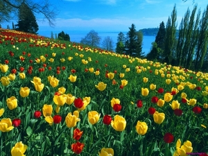 tulips-field_1714412026