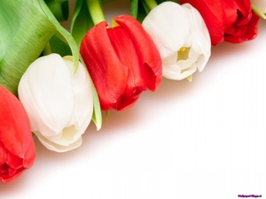 white-red-tulips_88334557