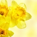 yellow-daffodils_1775404690
