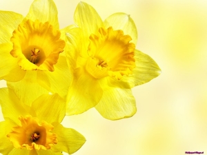 yellow-daffodils_1775404690