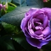purple-rose_557519079