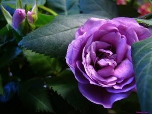 purple-rose_557519079