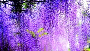 purple-flowers_1578015627
