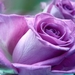 purple-roses_1224737557