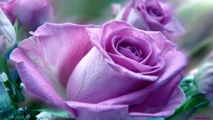 purple-roses_1224737557