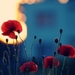 red-poppies_677846246