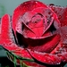 red-rose_168064830