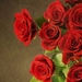 red-roses_1512685374