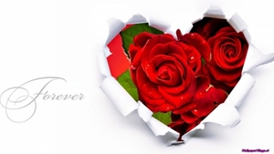 red-roses-forever_931601143