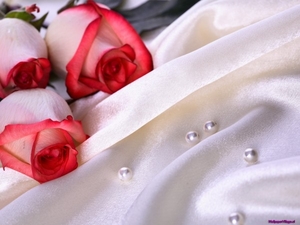 roses-and-pearls_219059668