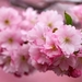 sakura-flower_1258115216