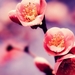 spring-cherry-blossoms_2007179765