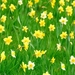 spring-daffodils_2019033724