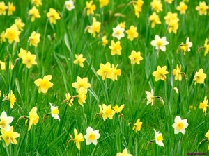 spring-daffodils_2019033724