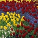 spring-tulips-and-pansies_1835100542