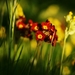 summer-flowers_1080128006