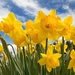 sunny-daffodils_685650211