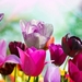 tulip-in-springs_1868467542