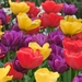 tulips_482451784