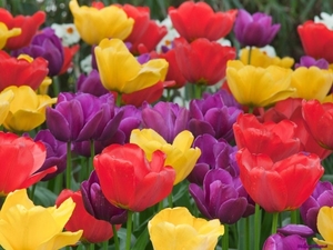 tulips_482451784