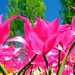 tulips-1_1294819210