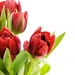 tulips-2_1290404771