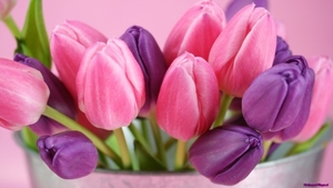 tulips-3_1712064943