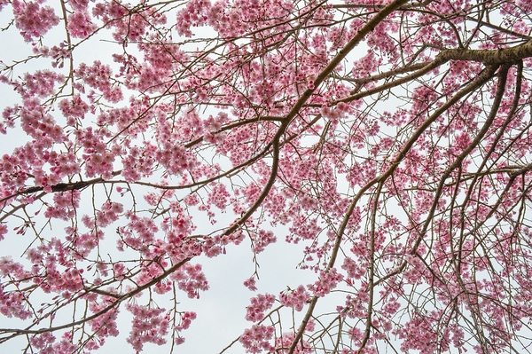cherry-blossom-2214874_960_720
