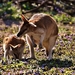 kangaroo-2223329_960_720