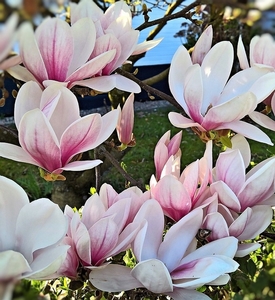 magnolia-2224161_960_720