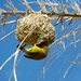yellow-weaver-bird-2212677_960_720