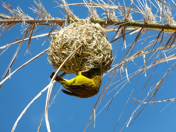 yellow-weaver-bird-2212677_960_720