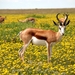 antelope-nature-flowers-meadow-52961