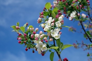 apple-blossom-tree-branch-spring-67286