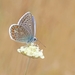 butterfly-common-blue-restharrow-polyommatus-icarus-158536