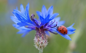 cornflower-ladybug-siebenpunkt-blue-70335