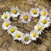 daisy-heart-flowers-flower-heart