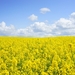 field-of-rapeseeds-oilseed-rape-blutenmeer-yellow-46164