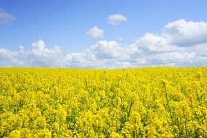 field-of-rapeseeds-oilseed-rape-blutenmeer-yellow-46164
