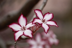 flower-impala-lily-floral-plant-65653
