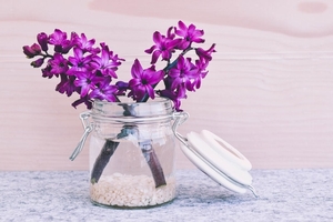 hyacinth-flower-blossom-bloom