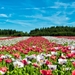 poppy-field-of-poppies-flower-flowers-80453