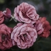 rose-flower-pink-floral-39476
