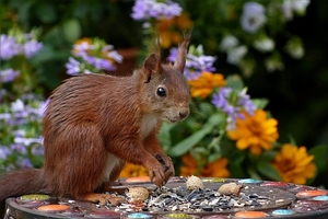 squirrel-sciurus-vulgaris-major-mammal-mindfulness-162829