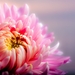 chrysanthemum-autumn-pink-64257